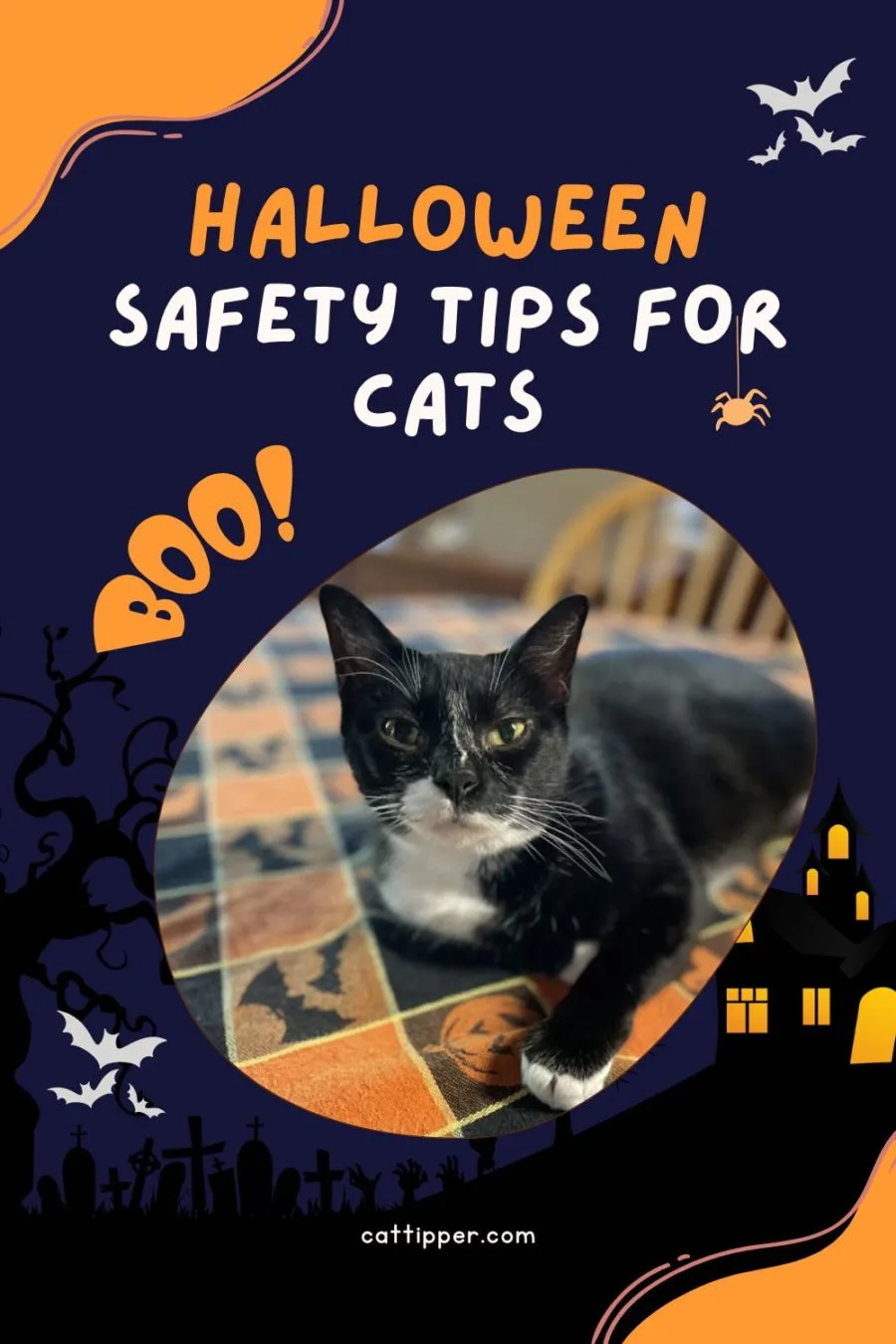 Halloween safety tips for cats