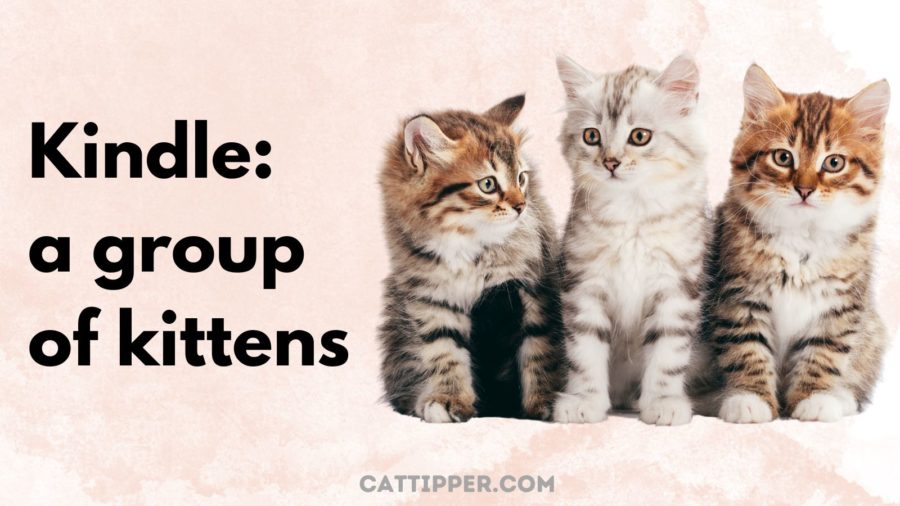 Kindle: A Group of Kittens