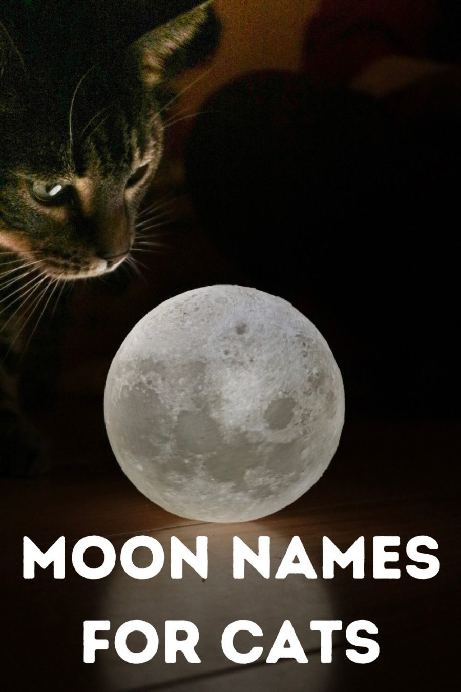 Moon Names for Cats
