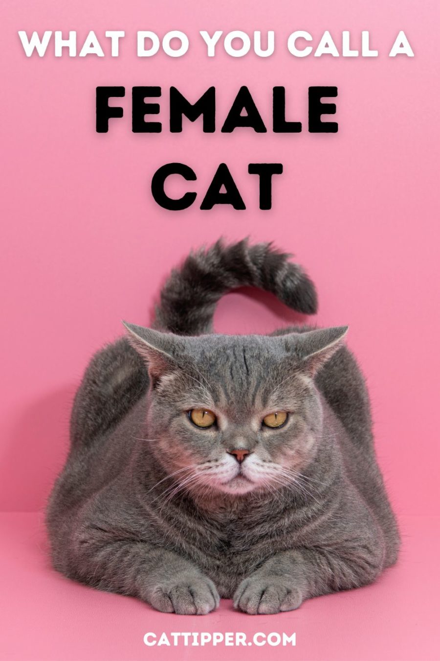 What are girl cats called?
