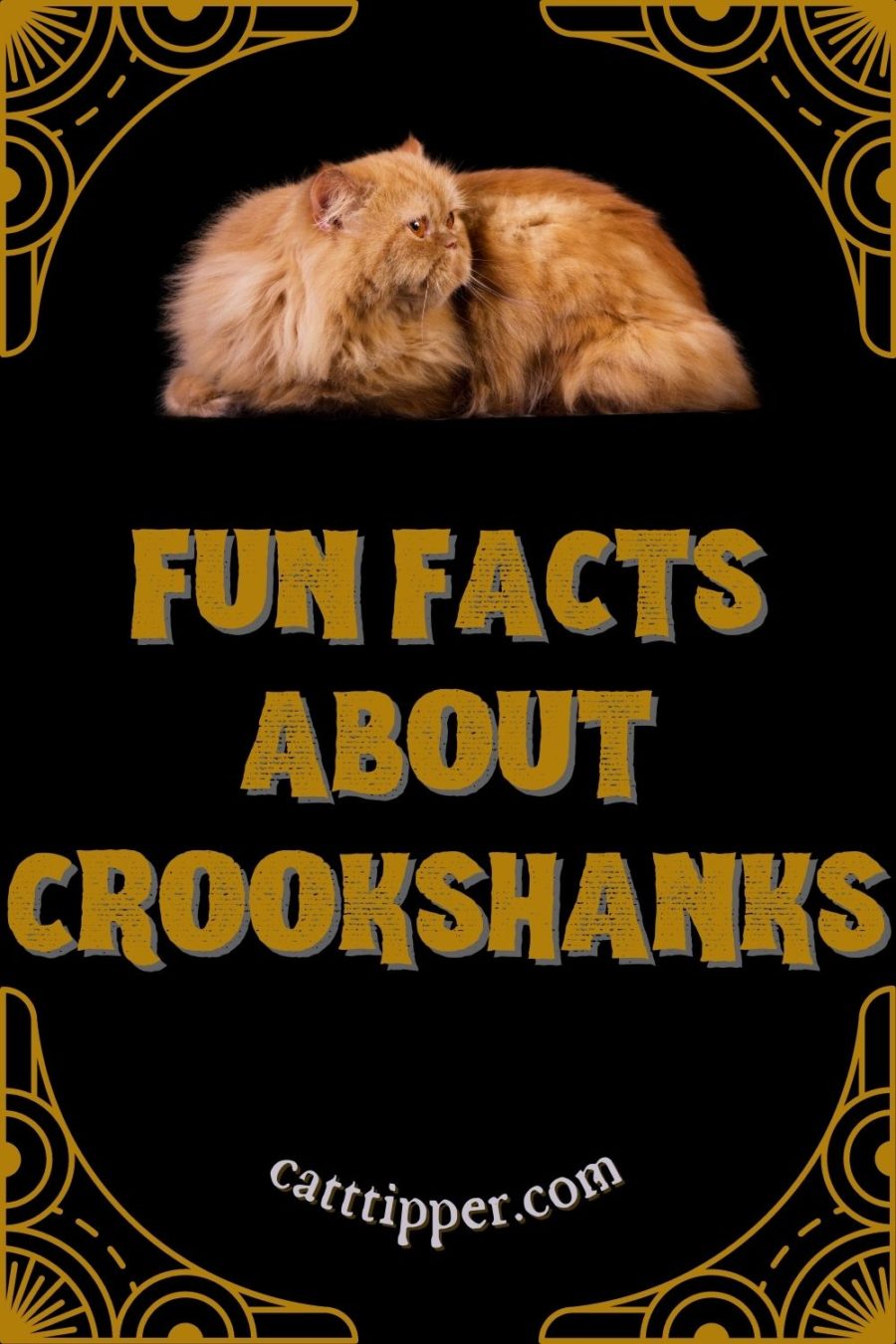 Crookshanks as a cat name--facts about this cat in the Harry Potter books and films