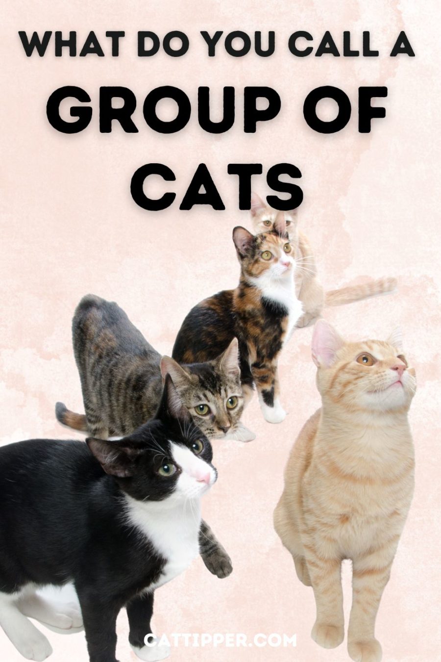 Collective words for groups of cats and kittens