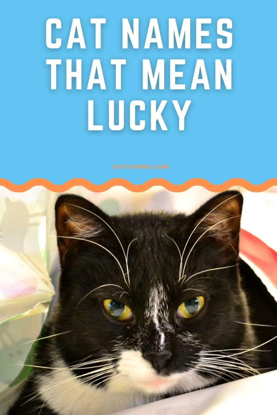 Cat Names that Mean Lucky