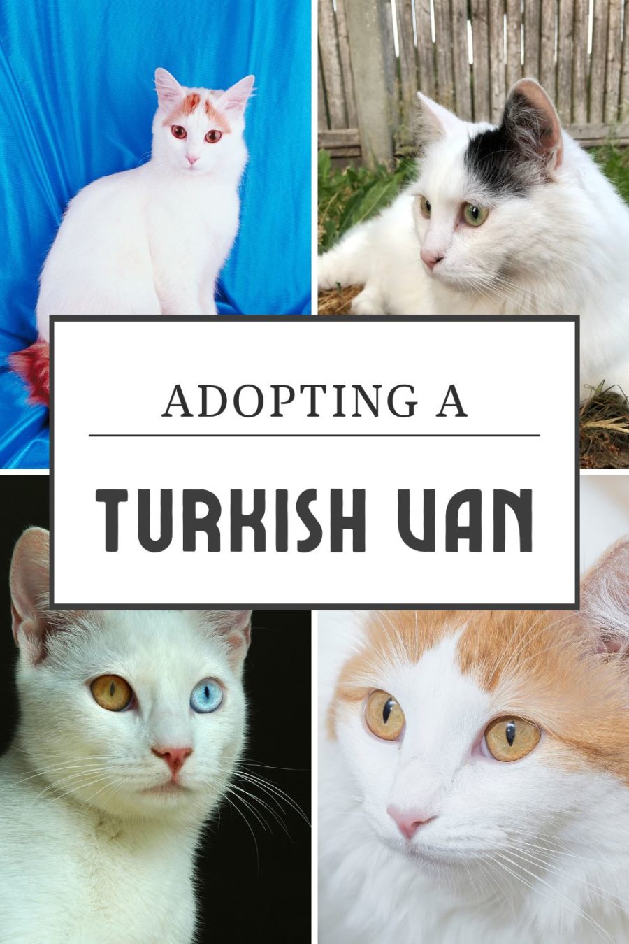 Adopting a Turkish Van cat