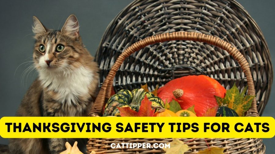 Thanksgiving safety tips for cat households