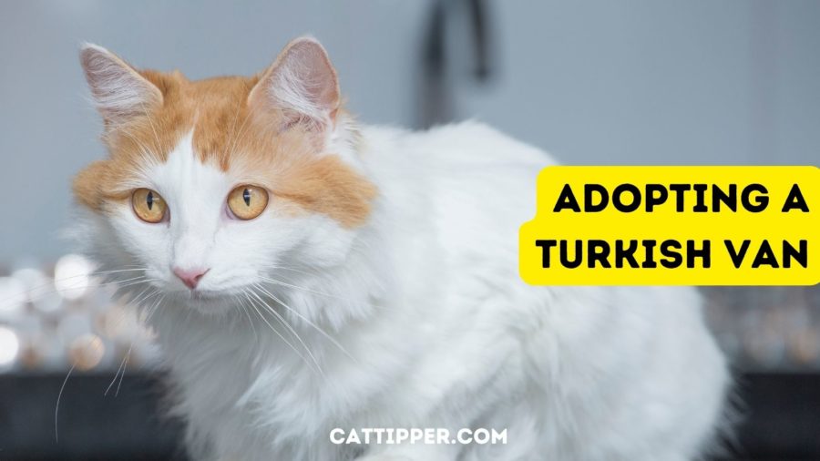 What you need to know about adopting a Turkish Van cat