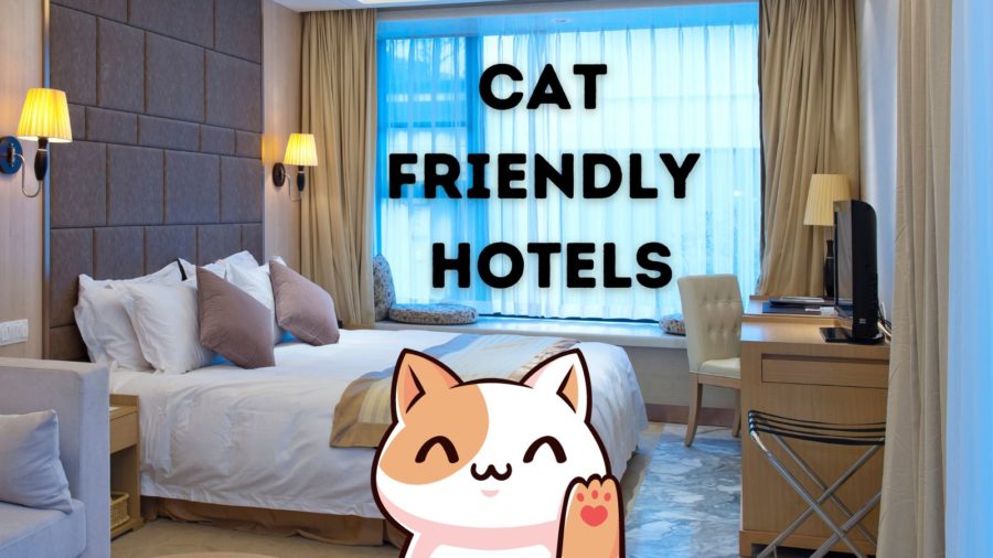 The best pet-friendly hotels in the US