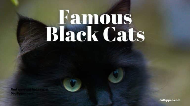 Famous Black Cats in Movies, TV and More!
