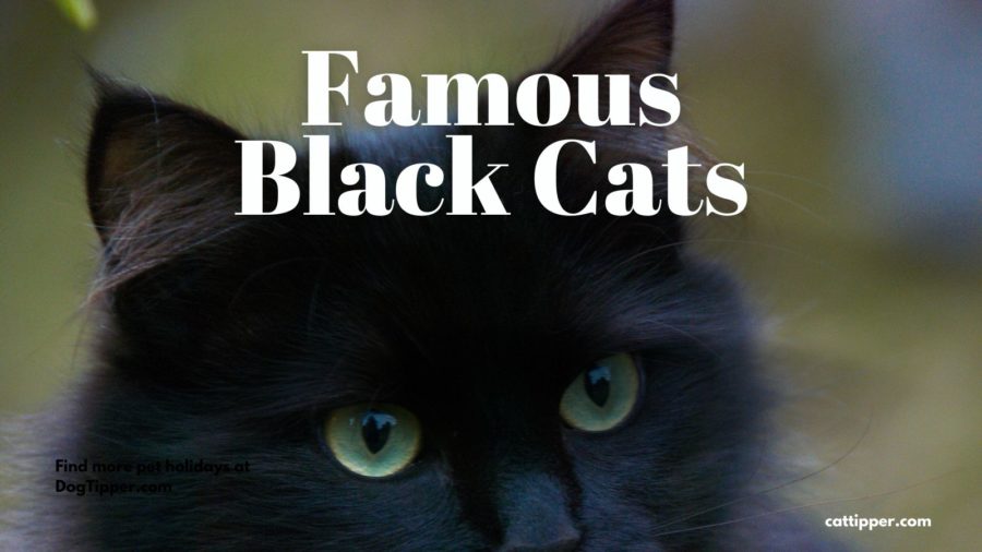 Famous Black Cats in movies, television, literature and more