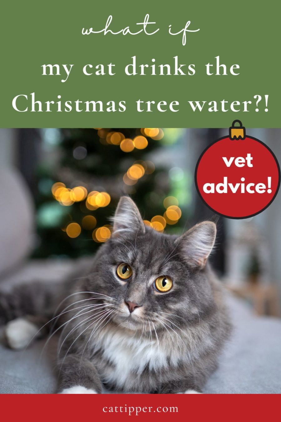 What if my cat drinks the Christmas tree water? Veterinary advice for worried cat lovers!