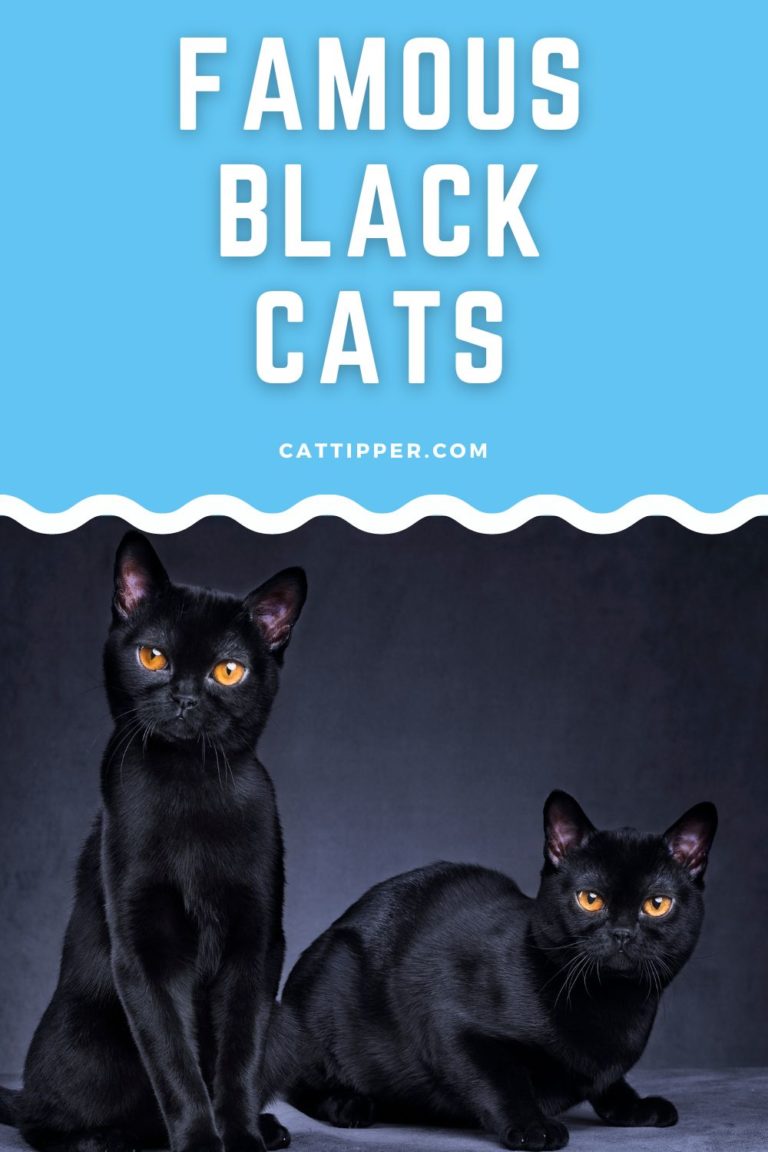 Famous Black Cats In Movies TV And More 