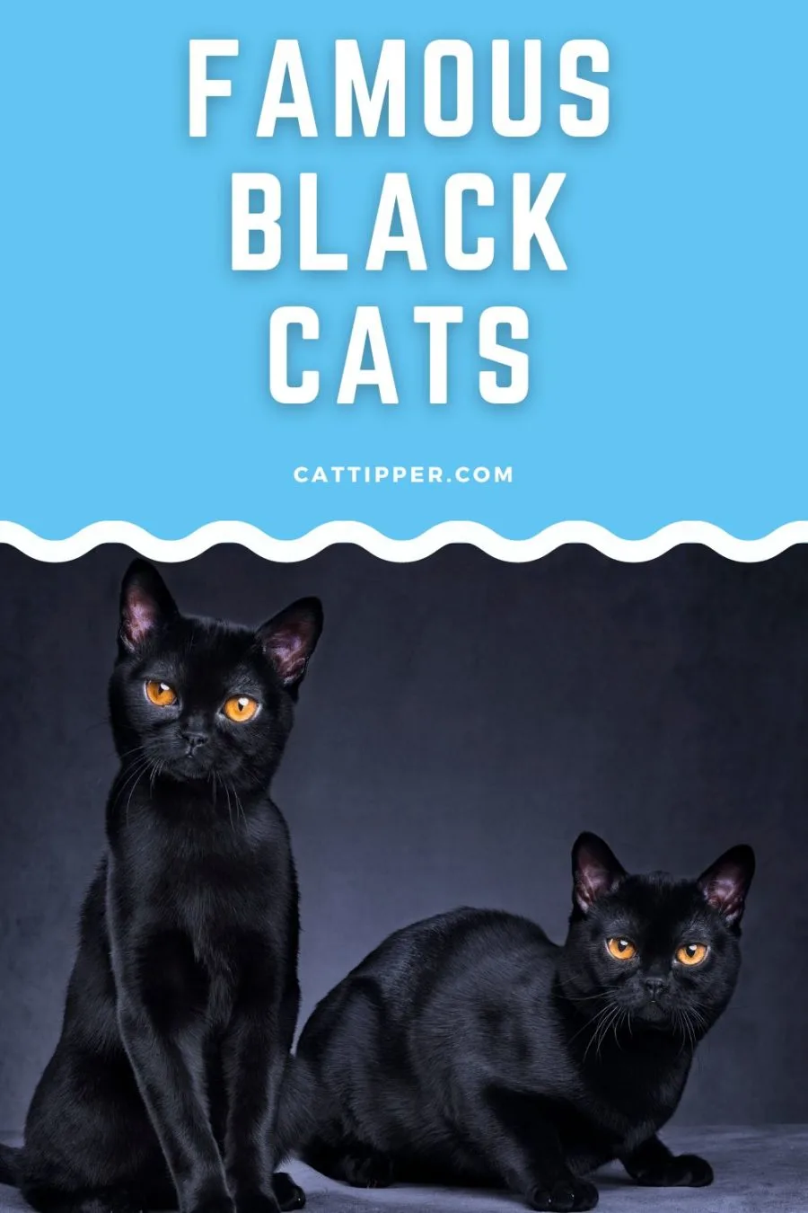 Famous Black Cats
