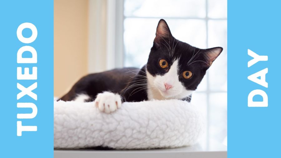 National Tuxedo Cat Day {+ 2 More Cat Holidays for Our Formal Felines!}