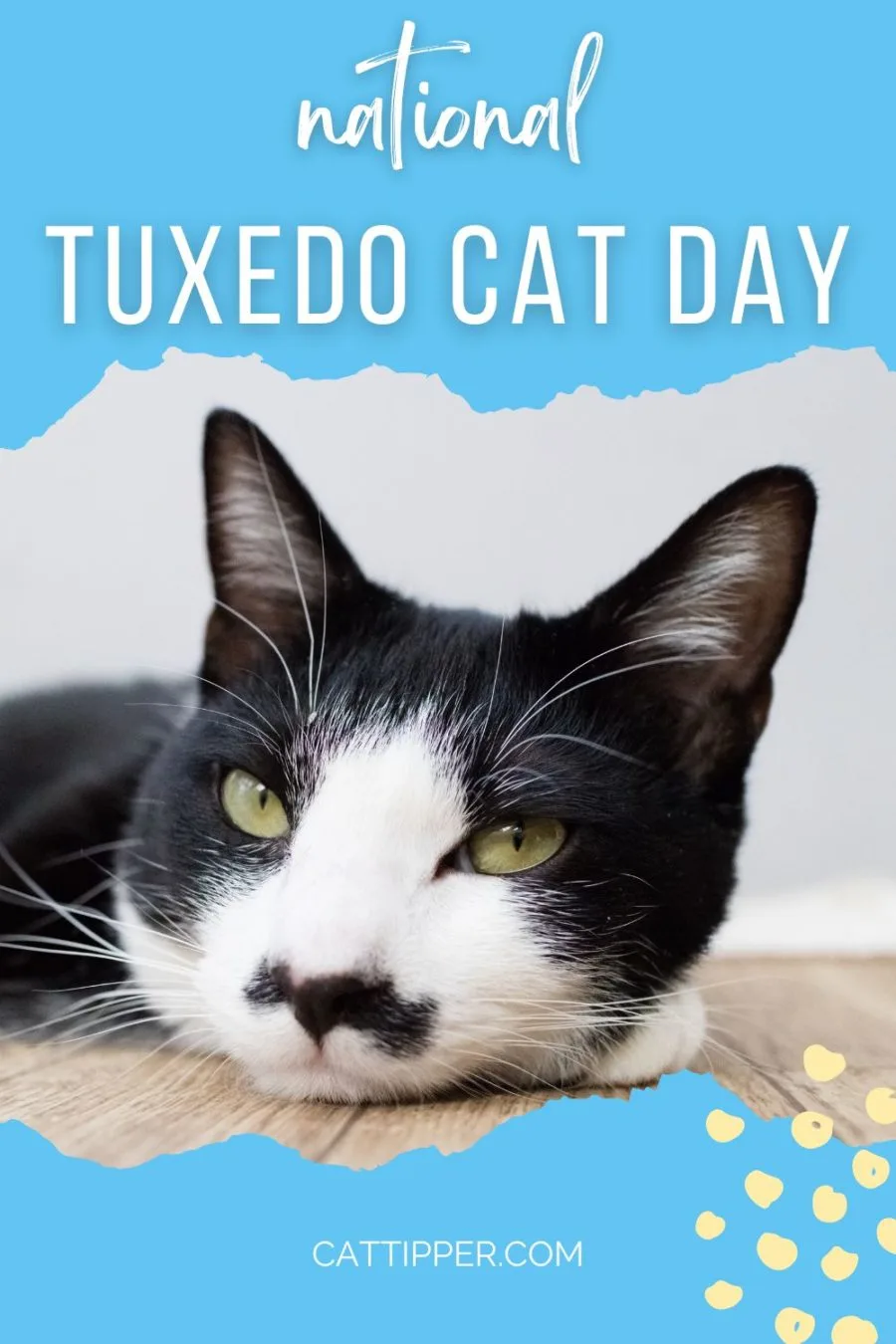 National Tuxedo Cat Day