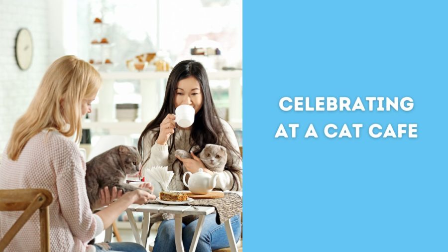 Cat cafes where you can celebrate National Drink Wine with Your Cat Week
