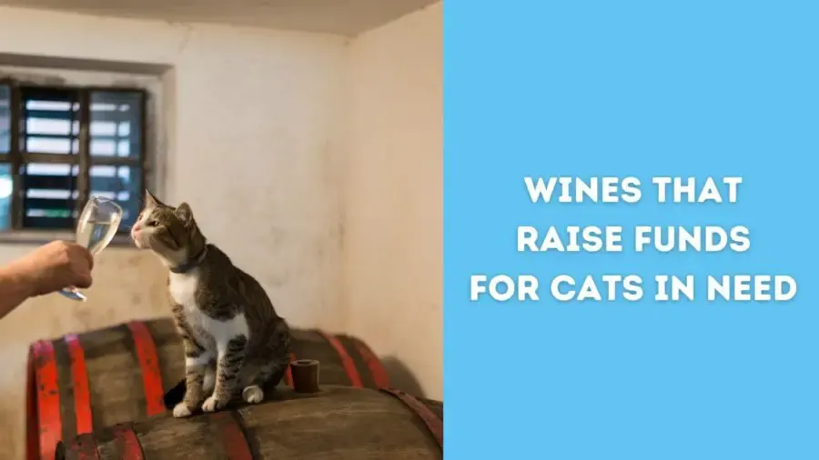 Wines That Raise Funds for Cats in Need