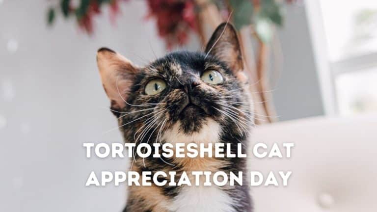 Tortoiseshell Cat Appreciation Day