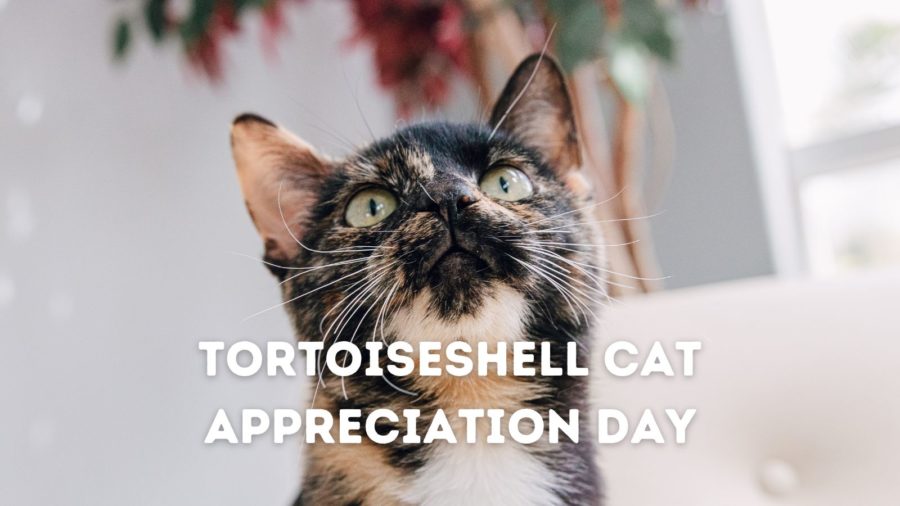Tortoiseshell Cat Appreciation Day, April 17