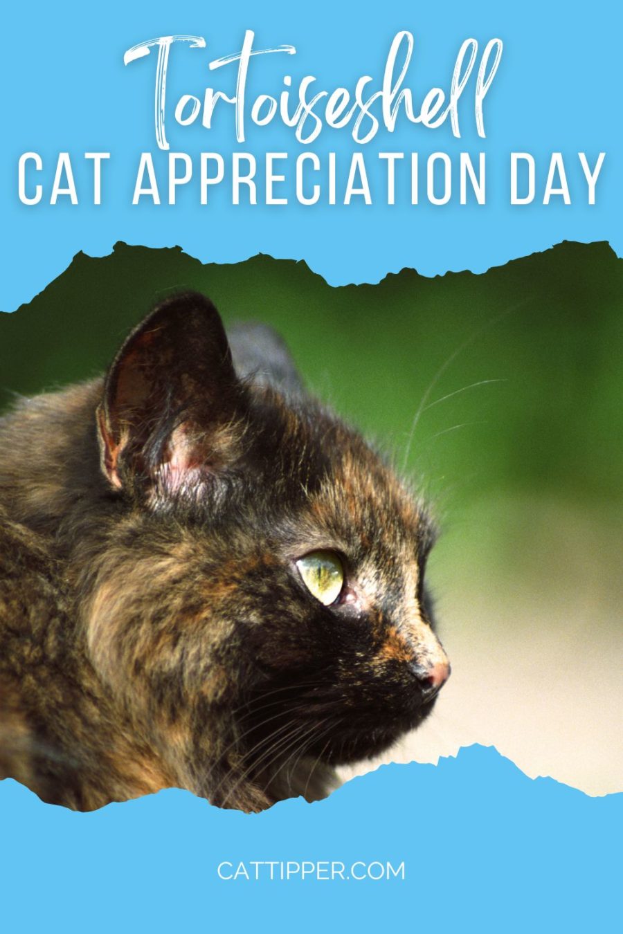 Tortoiseshell Cat Appreciation Day