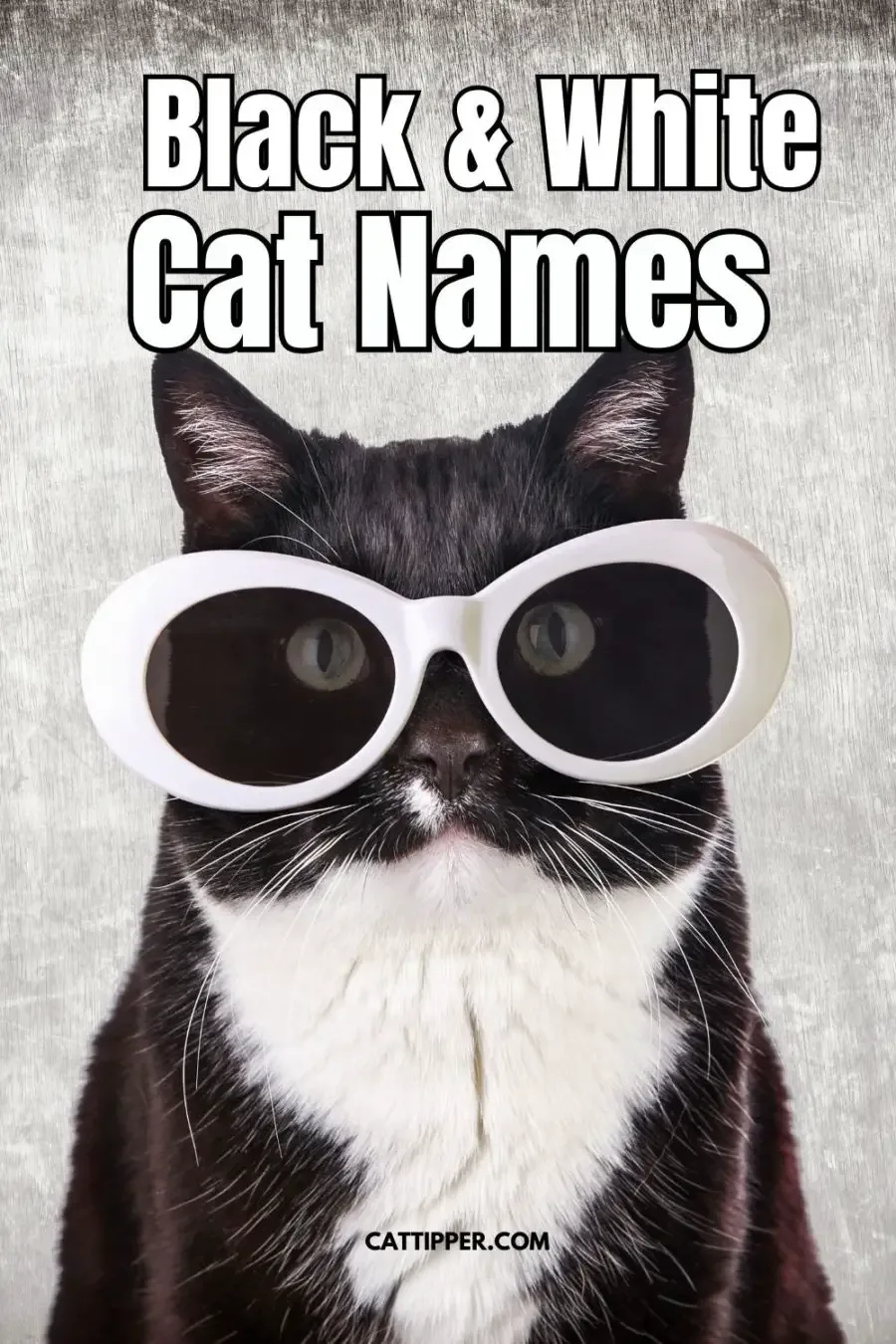 Black and White Cat Names