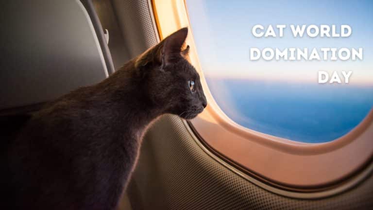 Cat World Domination Day