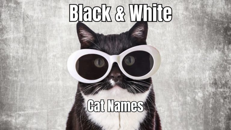 140 Black and White Cat Names for Your Tuxedo Cat!