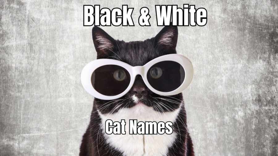 Tuxedo Cat Names