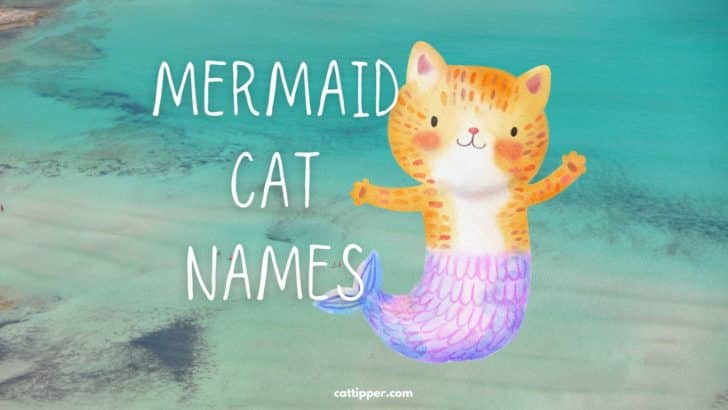 Fish Cat Names Mermaid Cat Names for Your New Feline Friend