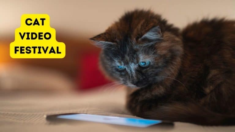 Cat Video Festival