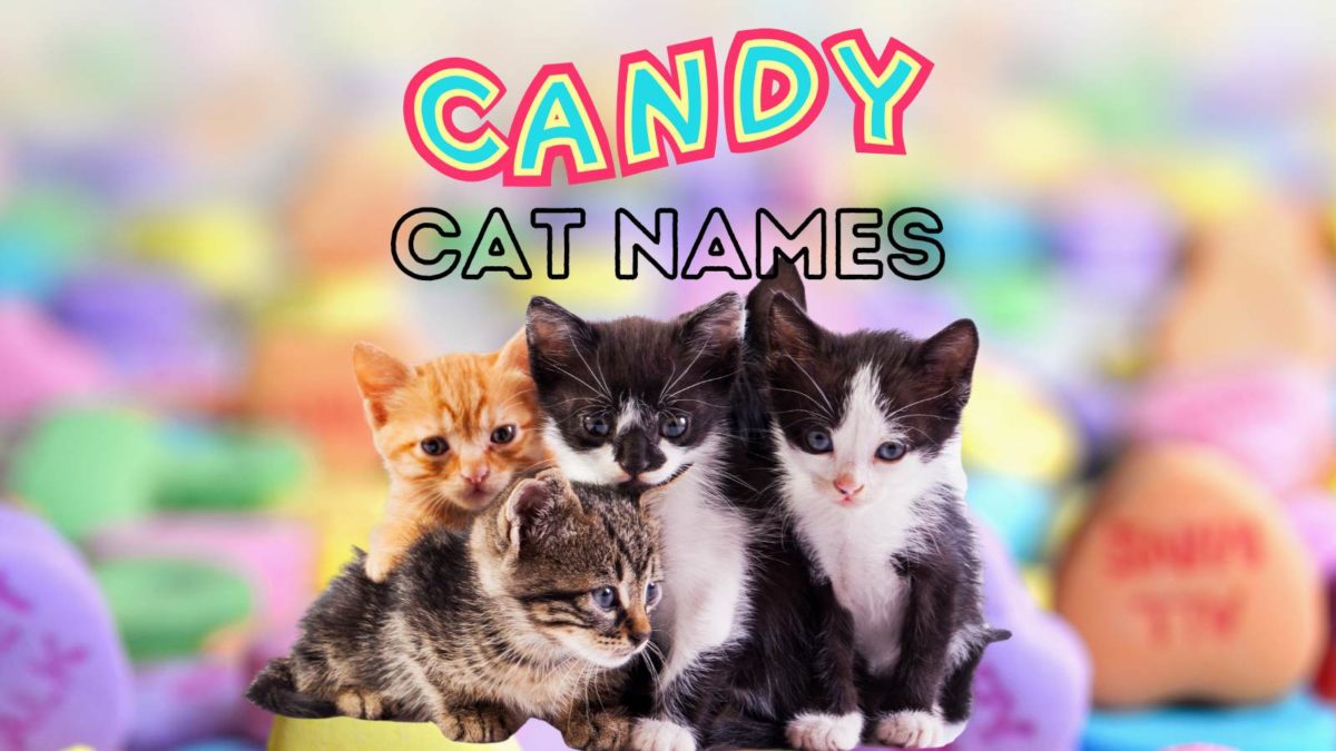 100 Candy Cat Names For Your New Sweetie 100-candy-cat-names-for-your-new-sweetie