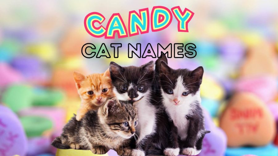 Candy Names for cats and kittens