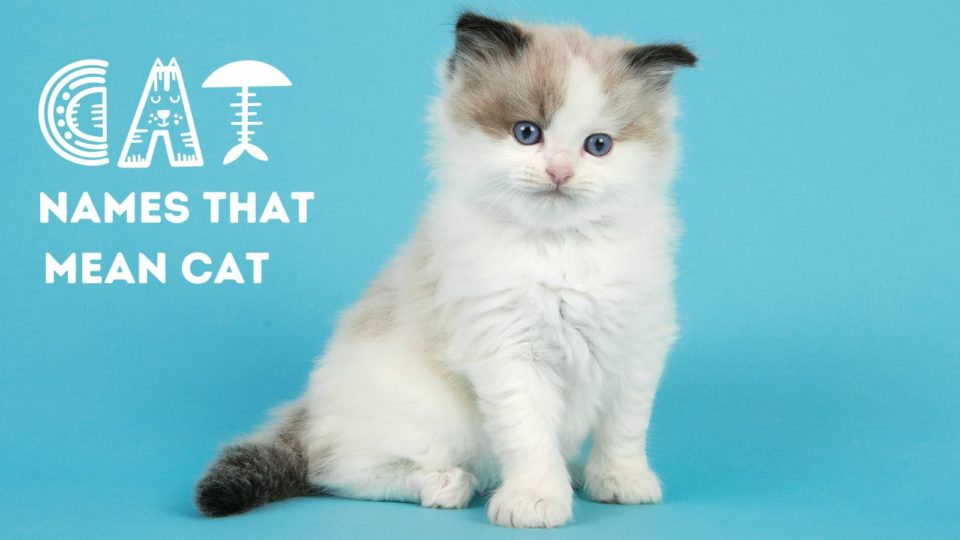 130 Cat Names That Mean Cat 130 Cat Names That Mean Cat