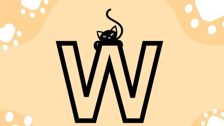 170+ Cat Names that Start with W