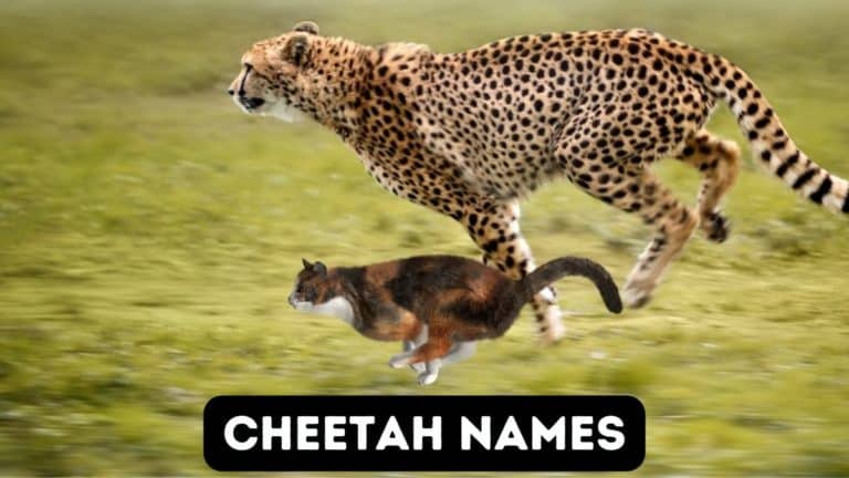 55+ Cheetah Names for Your Fast Cat!