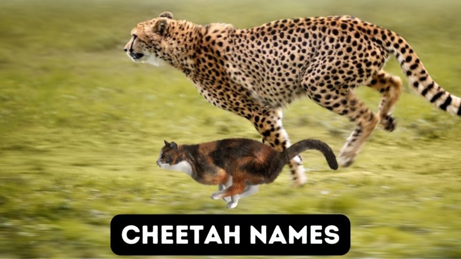 Cheetah cat names - photo shows cheetah and housecat running
