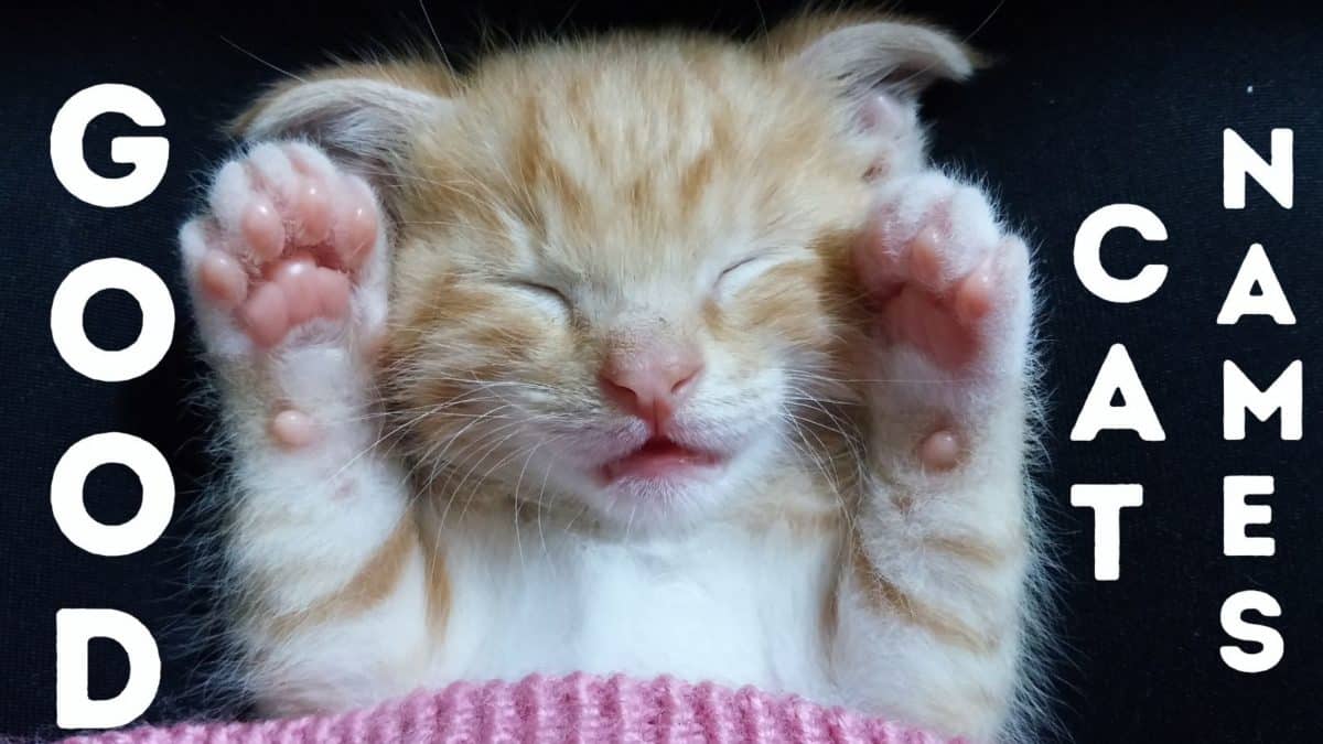 180 Good Cat Names For Your Good Boy Or Girl CatTipper Cat Blog