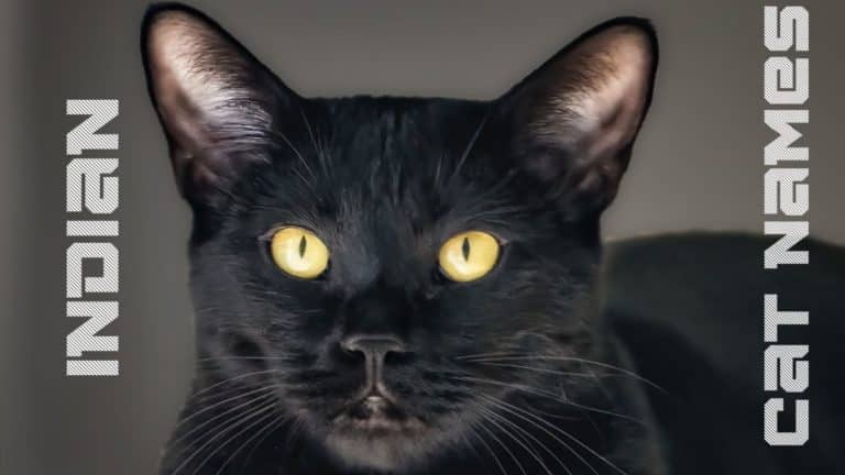 120+ Indian Cat Names {and Their Meanings!}