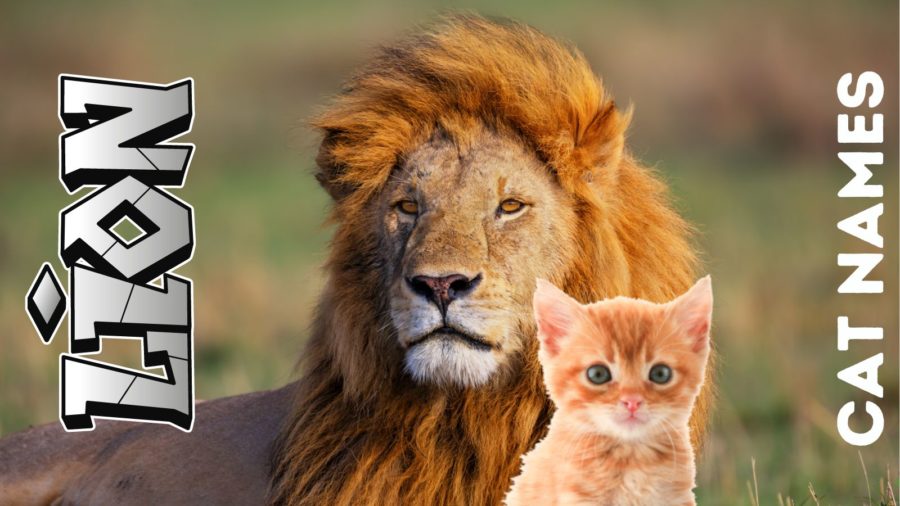 Lion inspired cat names for housecats and kittens