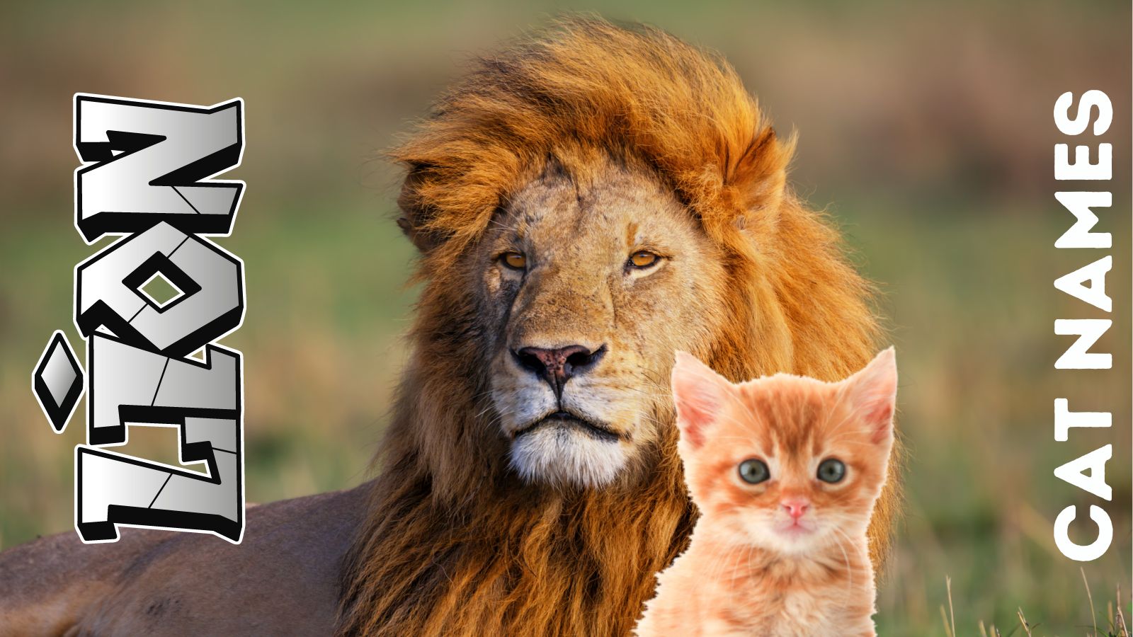 Lion cat cheap