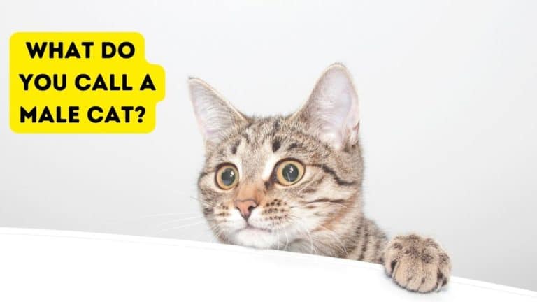 What is a Male Cat Called?