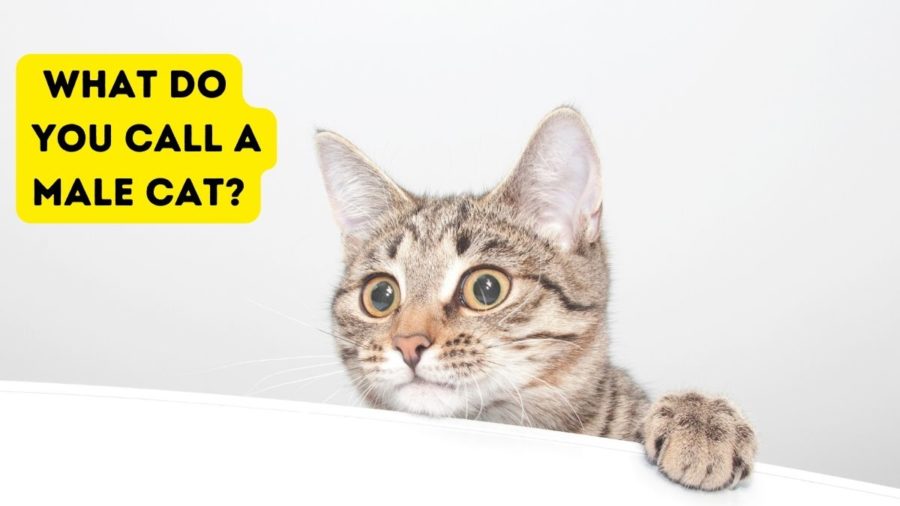 What is a male shop feline called