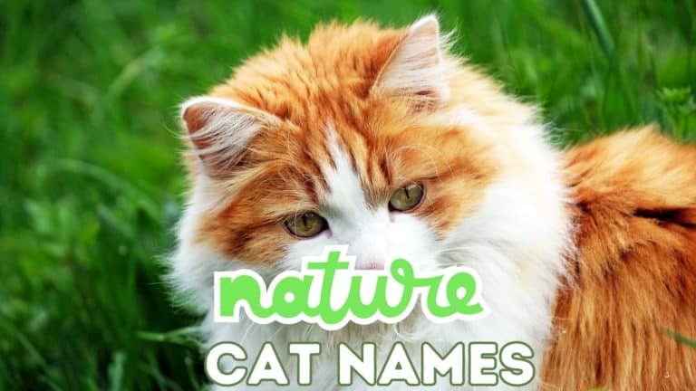 150+ Nature Cat Names from Autumn to Zale