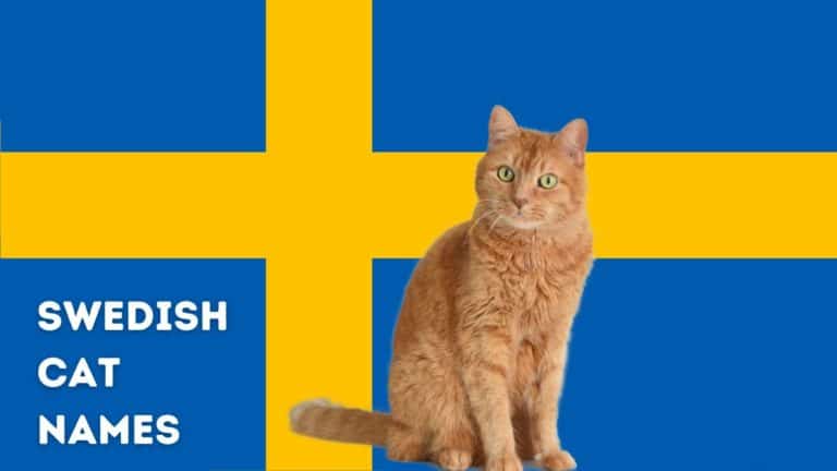 200+ Swedish Cat Names {with meanings}