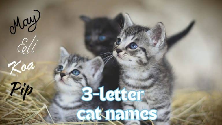 Three Letter Cat Names: Tiny But Mighty Short Names for Your New Cat