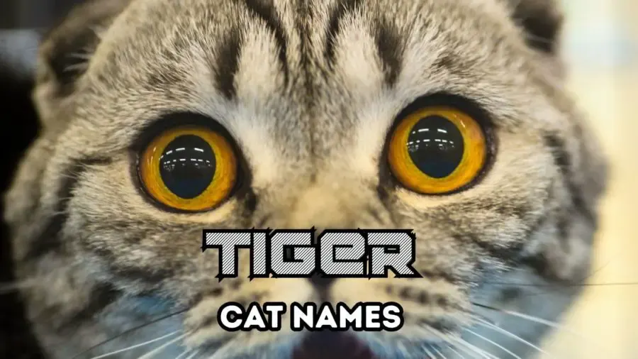 130+ Tiger Names for Cats with Stripes