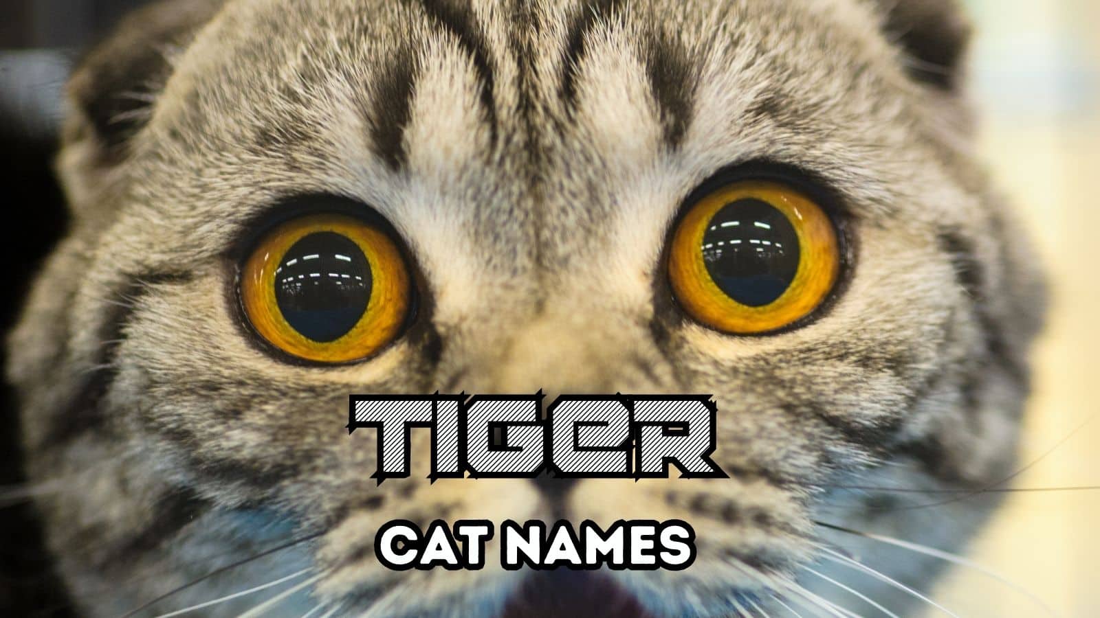 130 Tiger Names For Cats With Stripes