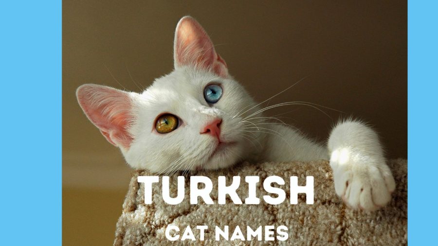130+ Turkish Cat Names from Aslan to Zeki