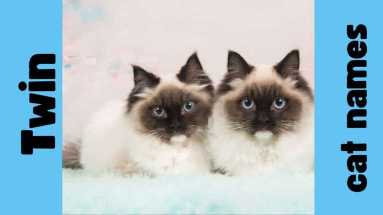 100s of Twin Cat Names for Your Dynamic Duo!