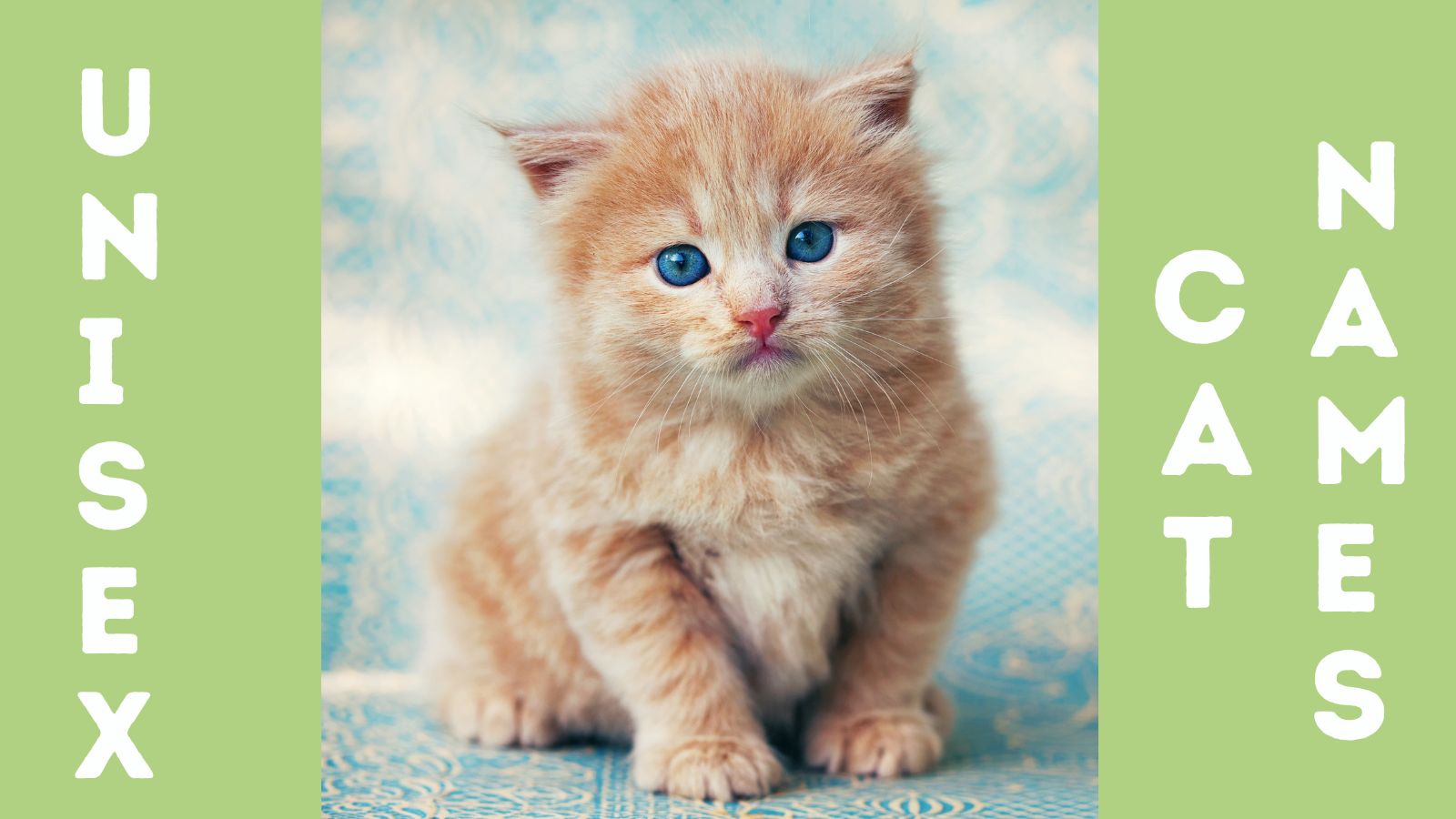 The 250 Most Popular Cute Cat Names