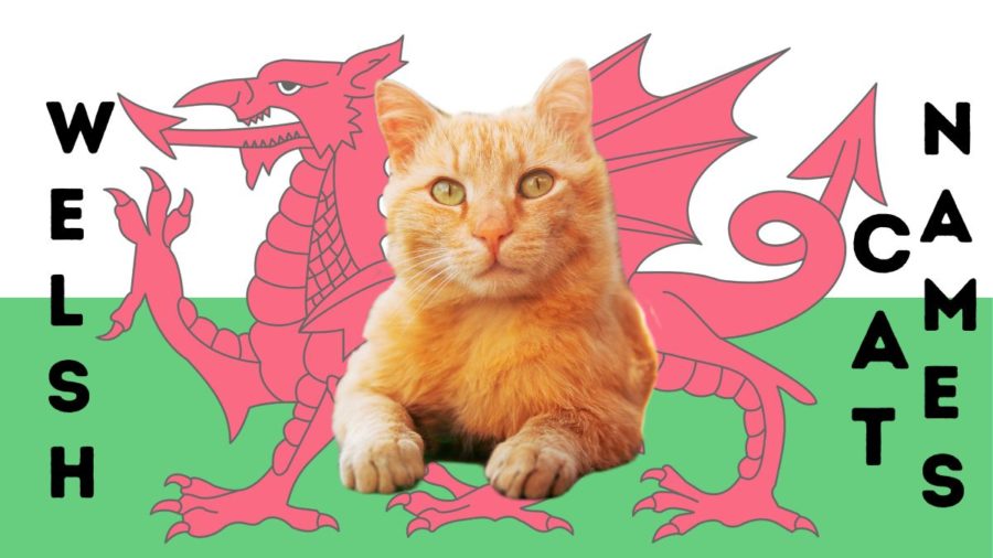 175+ Welsh Cat Names: Melodic Monikers for Your Beloved Feline